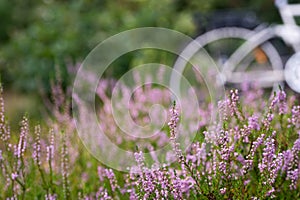 Heath field and bike