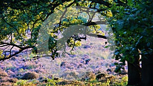 Heath field in the sun under tree