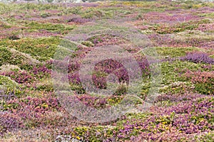 Heath flowers at the island of Ouessant in Brittany, France