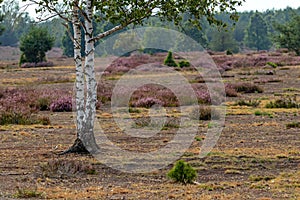 In the heath Forsthaus PrÃ¶sa