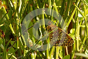 Heath fritillary on blueberry stem