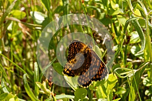 Heath fritillary on blueberry stem