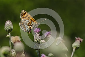 The heath fritillary, a brown and orange butterfly