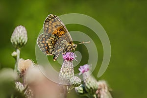 The heath fritillary, a brown and orange butterfly