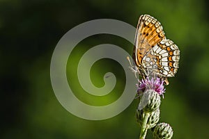 The heath fritillary, a brown and orange butterfly on thistle