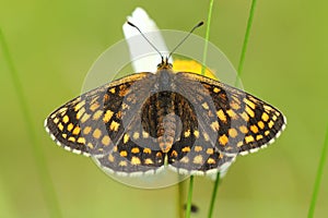 Heath fritillary butterfly