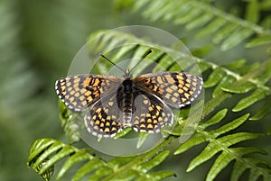 Heath fritillary butterfly, Melitaea athalia