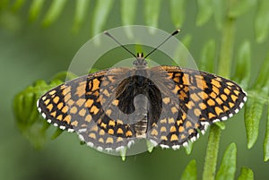 Heath fritillary butterfly, Melitaea athalia photo