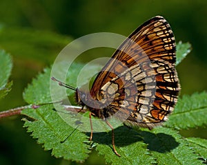 Heath fritillary butterfly, Melitaea athalia