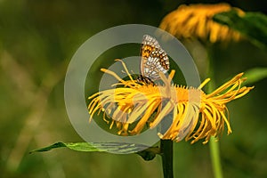 Heath Fritillary butterfly sitting on a yellow flower