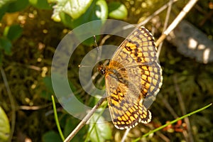 Heath fritillary in the forest