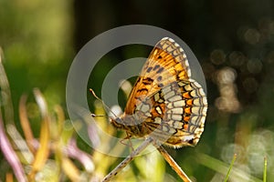 Heath fritillary in the forest