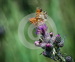 Heath Fritillary