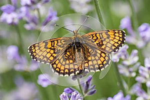 Heath fritillary on the lavender