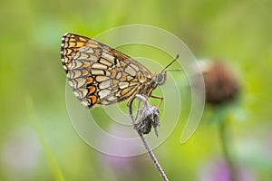 Heath fritillary Melitaea athalia