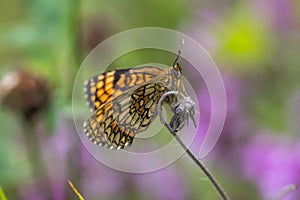 Heath fritillary Melitaea athalia