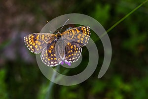 Heath fritillary Melitaea athalia