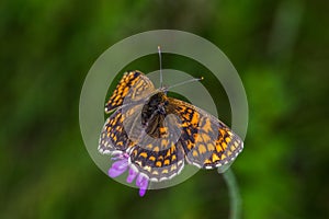 Heath fritillary Melitaea athalia