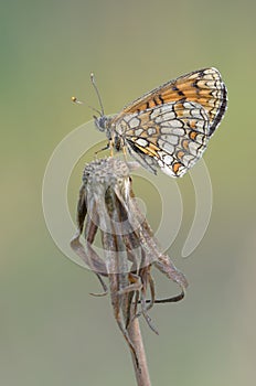 Heath Fritillary - Melitaea athalia