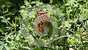 Heath fritillary (Melitaea athalia) butterfly