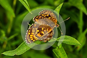 The heath fritillary Melitaea athalia is a butterfly of the family Nymphalidae.