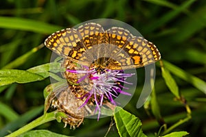 The heath fritillary Melitaea athalia is a butterfly of the family Nymphalidae.