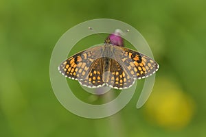 Heath fritillary  Melitaea athalia