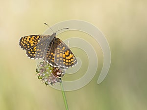 Heath fritillary, Melitaea athalia