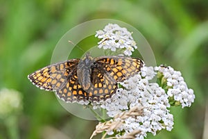 Heath fritillary on a yarrow in field