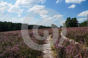 Heath in full bloom. Coach track in the Lueneburg Heath.