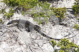 Heath Goanna on Kangaroo Island, South Australia