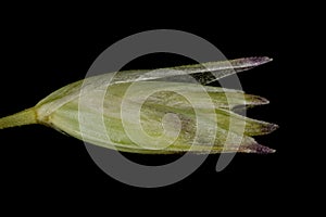 Heath Grass (Danthonia decumbens). Isolated Spikelet Closeup