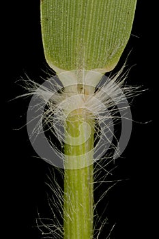 Heath Grass (Danthonia decumbens). Ligule and Leaf Sheath Closeup