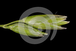 Heath Grass (Danthonia decumbens). Spikelets Closeup