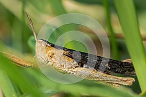 Heath grasshopper (Chorthippus vagans) with dark wings