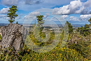 Heath land and conifers on the Dublin Mountains, overlooking Dublin, Ireland