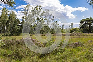 Heath land. Hoge Kempen National Park. Belgium