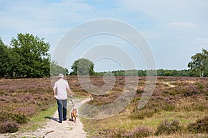 Heath in landscape