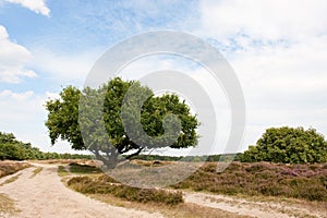 Heath in landscape photo