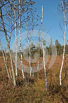 Heath landscape with birches in the Ibm Moorland in upper Austria, in early autumn.