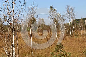 Heath landscape with birches in the Ibm Moorland in upper Austria, in early autumn.