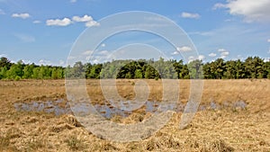 Heath landscape with dry grass with fen and spruce forest, Kalmthout, flanders, Belgium