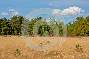 Heath landscape with dry grass and pine forest, Kalmthout, flanders, Belgium