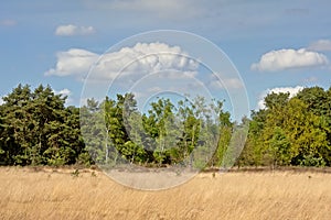 Heath landscape with dry grass and spruce forest, Kalmthout, flanders, Belgium