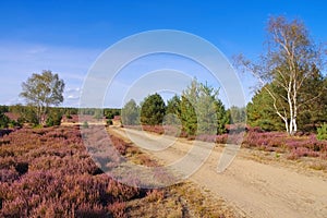 Heath landscape with flowering Heather and path