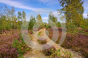 Heath landscape with flowering Heather and path