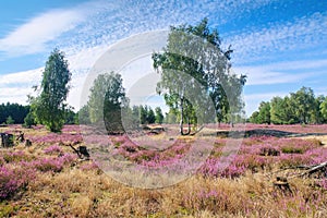 Heath landscape with flowering Heather and path