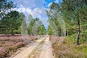 Heath landscape with flowering Heather and path