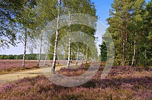 Heath landscape with flowering Heather and path