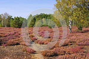 Heath landscape with flowering Heather and path